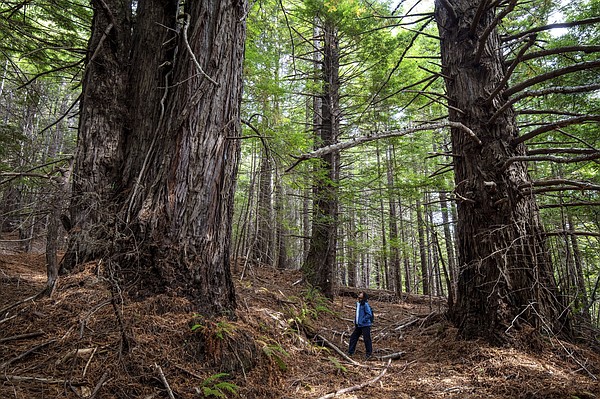 California redwood forest returned to Native American tribes - Vimarsana News