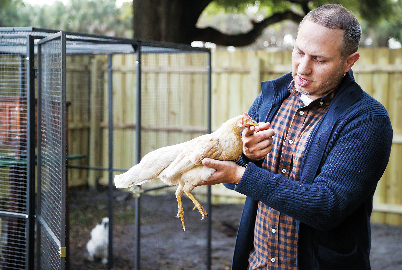 For the birds: Tampa neighborhood's abandoned chickens find sanctuary - Vimarsana News