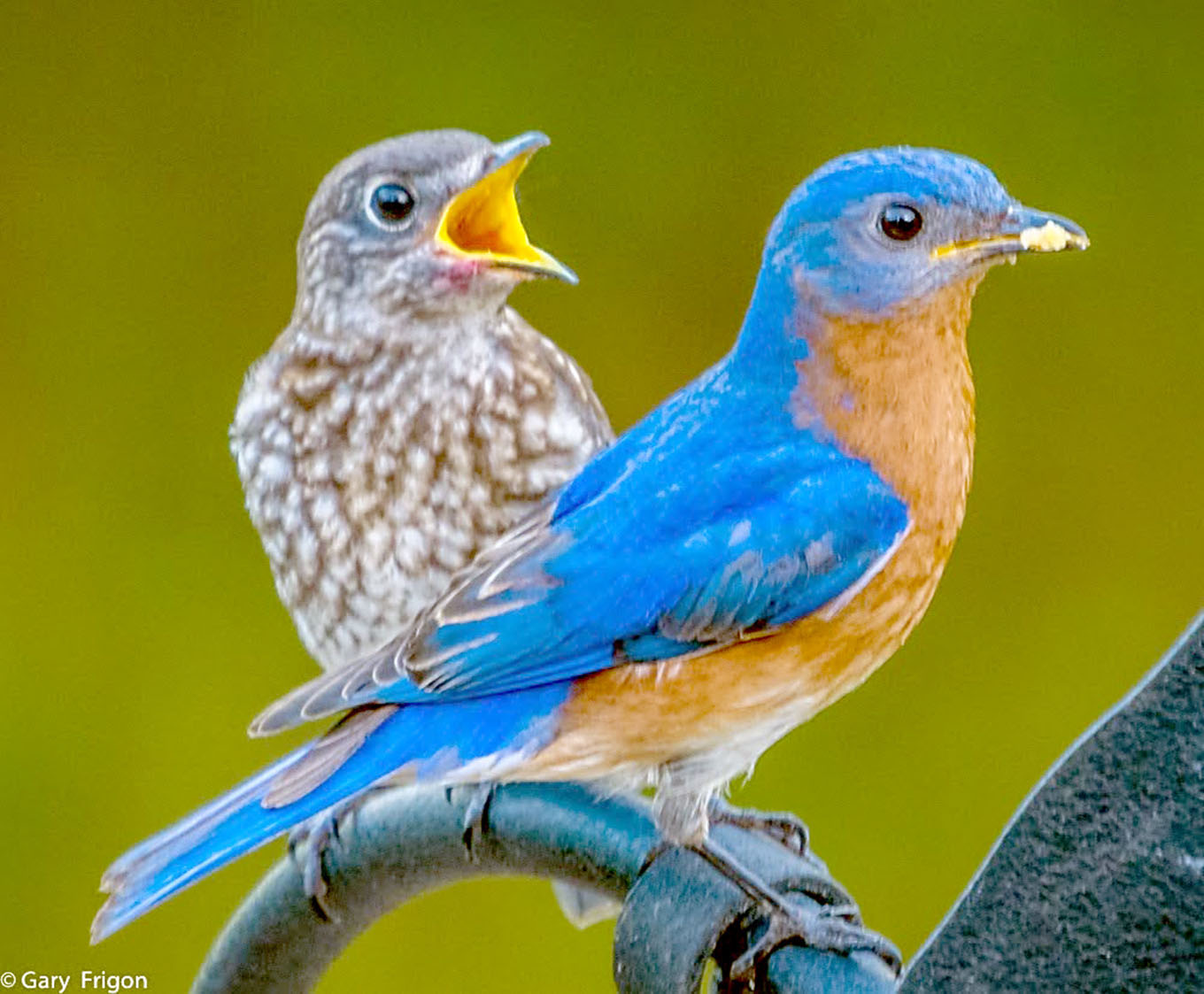 bluebird suet recipe