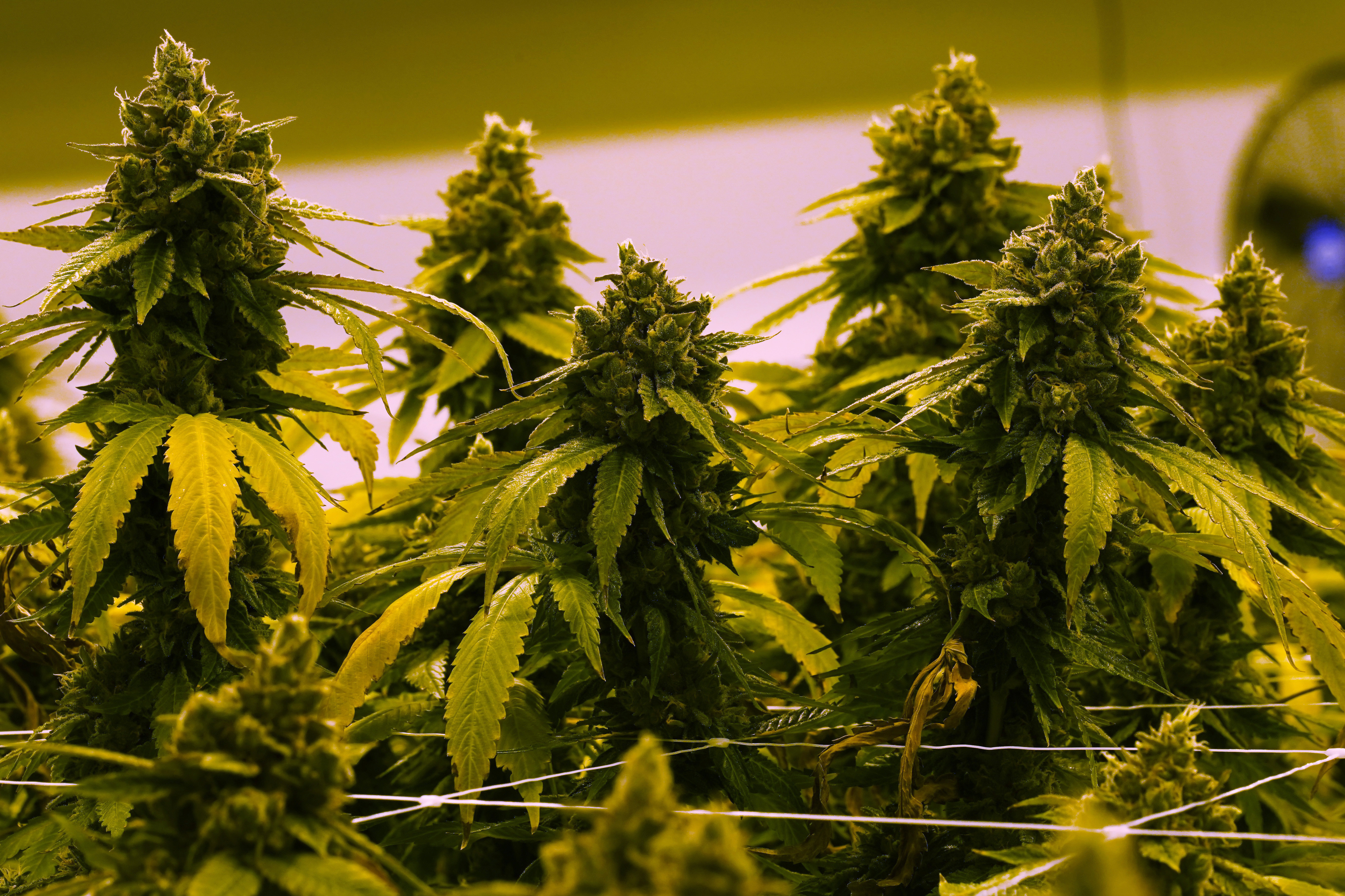 Virginia Republicans push for changes in marijuana law - Vimarsana News