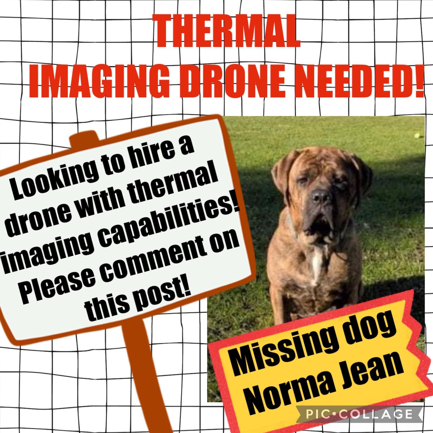 Lost dog rescued near Hooks, Texas, after three week manhunt - Vimarsana News