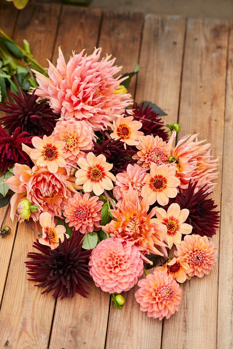 This floral arrangement combines burgundy colored Tamburo dahlia with the peach hues of HS Date, Maarn, Linda's Baby and Belle of Barmera dahlias. (Photo courtesy of Longfield-Gardens.com)