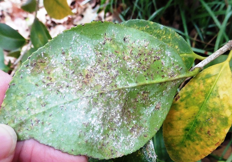 IN THE GARDEN: Mottling caused by scale insect infestation — systemic  insecticide recommended