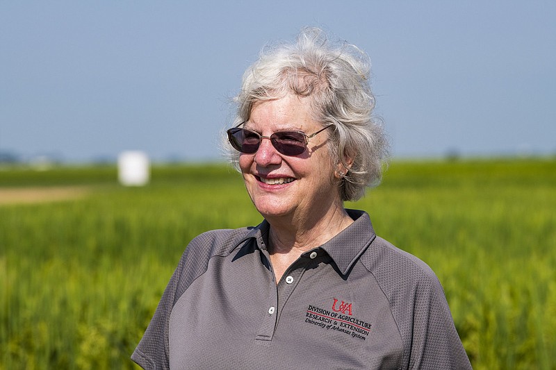 Karen Moldenhauer, professor emeritus and rice breeder for the Arkansas Agricultural Experiment Station, developed CLL18, a new Clearfield rice variety, at the Rice Research and Extension Center at Stuttgart. (Special to The Commercial/Fred Miller/U of A System Division of Agriculture)