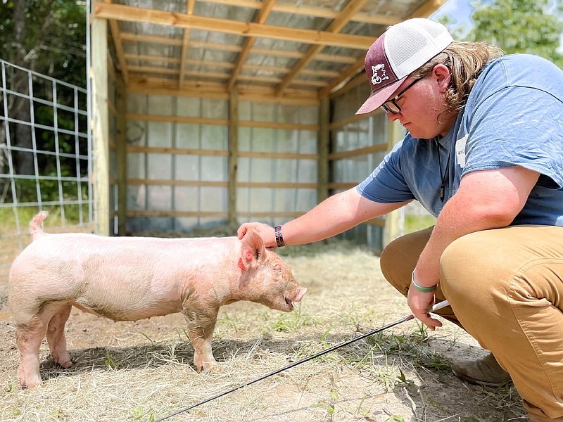 Jeremy Cozad, a White Hall High School senior agricultural student, boarded his young pig at home but that will change this school year with the completion of a new on-campus 2,000 square foot agriculture building. (Special to The Commercial)