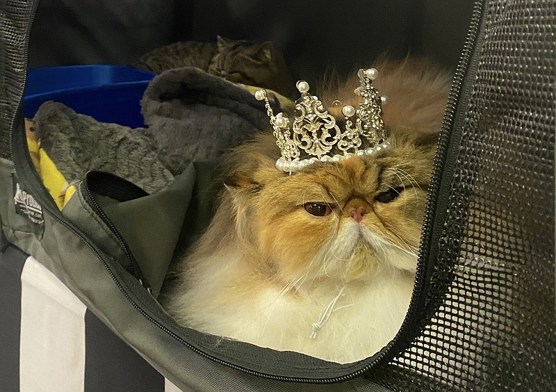 Fancy the cat relaxes in her carrier beneath her ribbons and a crown her exhibitor Kate Sain thought she deserved. (Special to the Democrat-Gazette/Kate Sain)