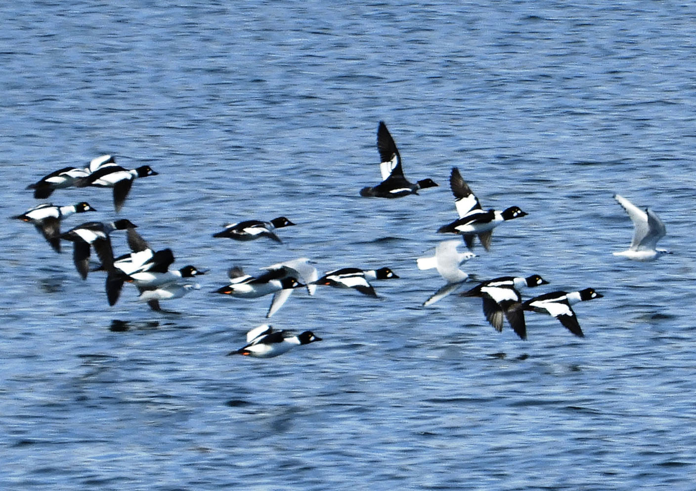 For the love of birds - Vimarsana News