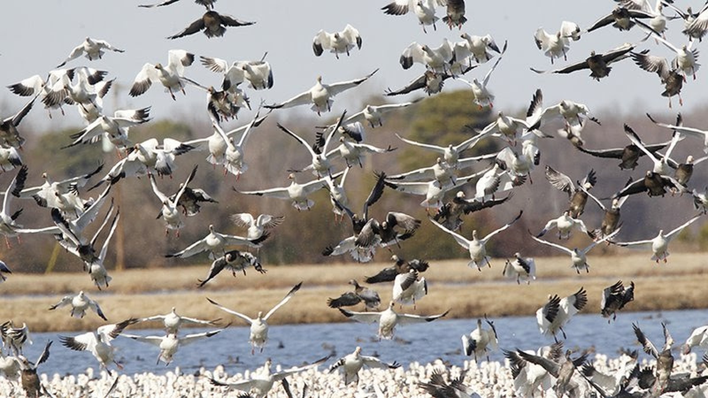 Habitat effort is a boon for birders