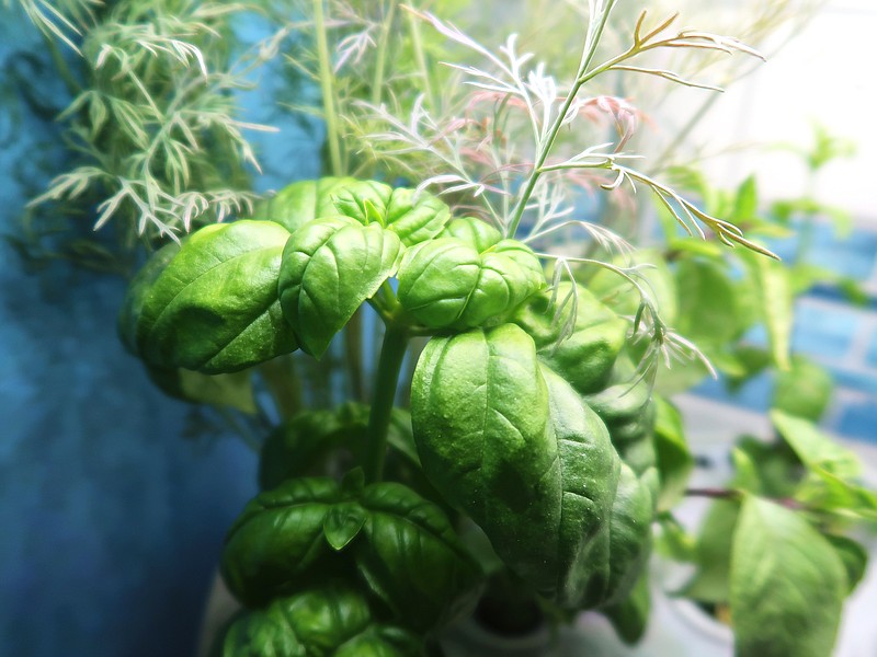 Grown indoors in water, the thriving Genovese basil has already contributed to dinner, and the dill behind it is happy, too. (Special to the Democrat-Gazette/Janet B. Carson)