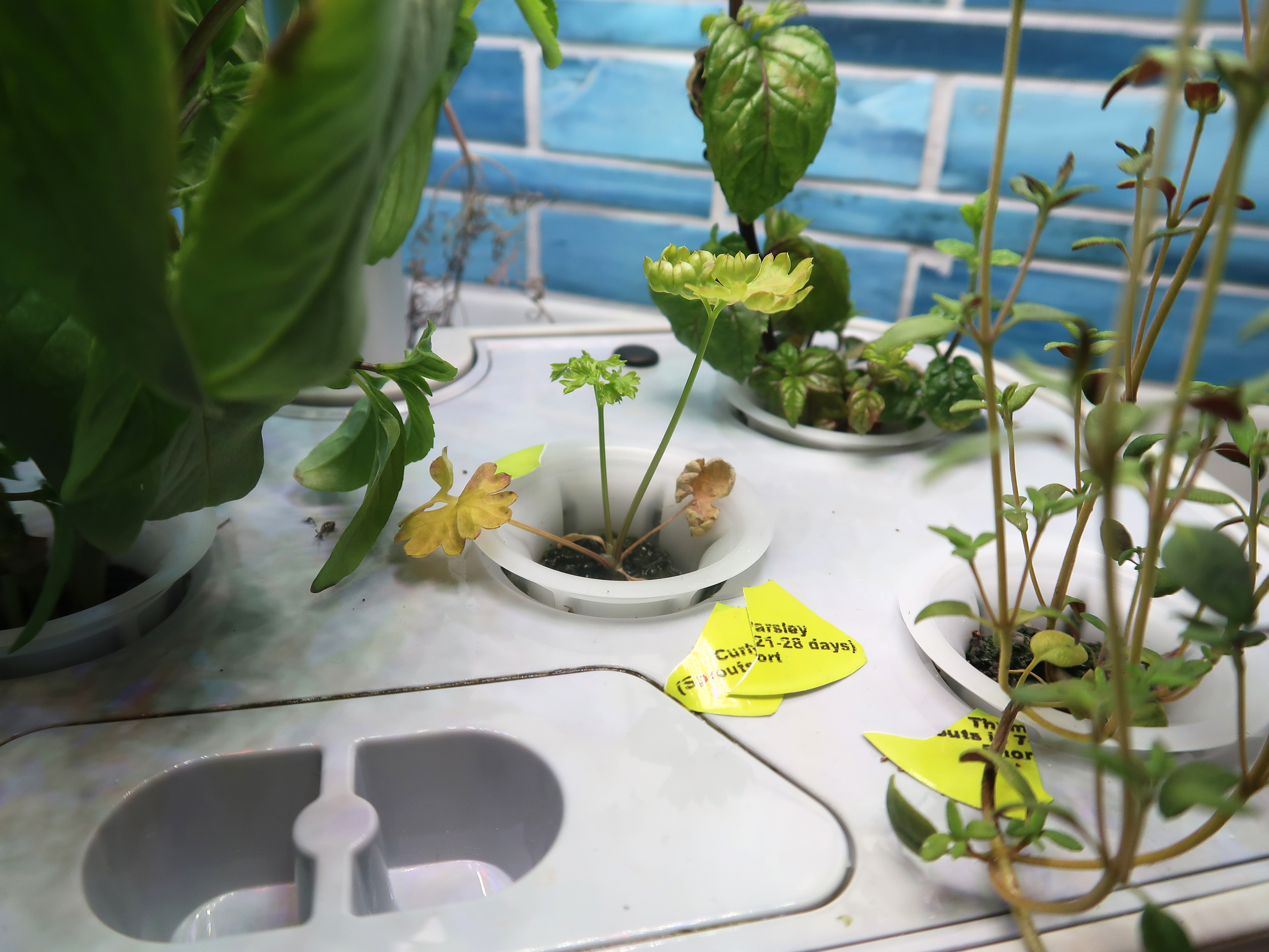 Hydroponic harvest: Indoor gardening gets boost with seedling system