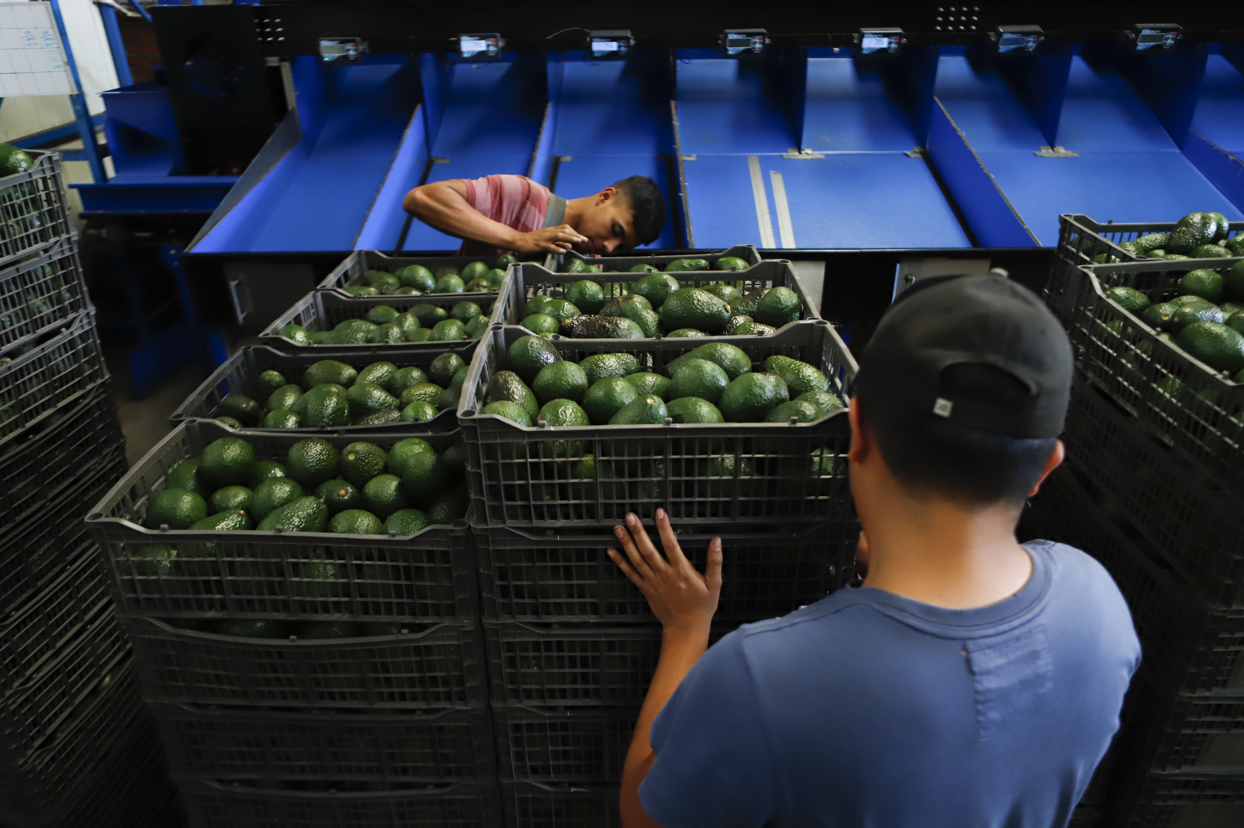 Experts see avocado price rise, damage to Mexican producers - Vimarsana News