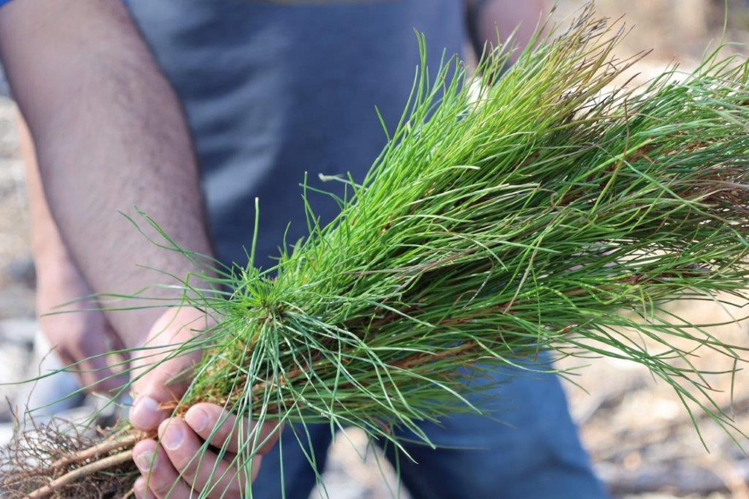 UAM seedlings begin tree cycle