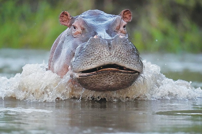 A hippo swims in the Magdalena river in Puerto Triunfo, Colombia, Wednesday, Feb. 16, 2022. Colombia's Environment Ministry announced in early Feb. that hippos are an invasive species, in response to a lawsuit against the government over whether to kill or sterilize the hippos that were imported illegally by the late drug lord Pablo Escobar, and whose numbers are growing at a fast pace and pose a threat to biodiversity. (AP Photo/Fernando Vergara)