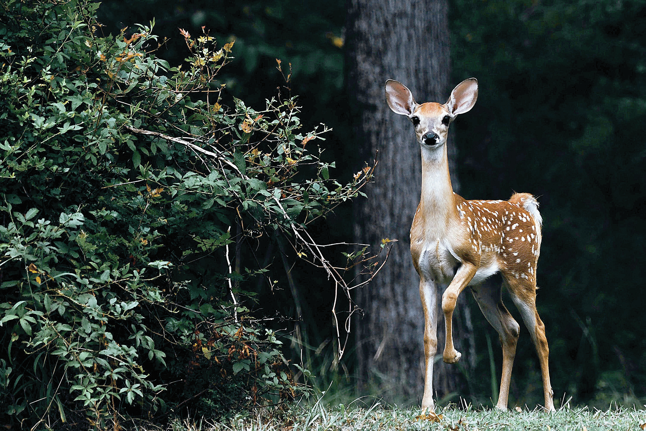 The Coronavirus Menagerie - Vimarsana News