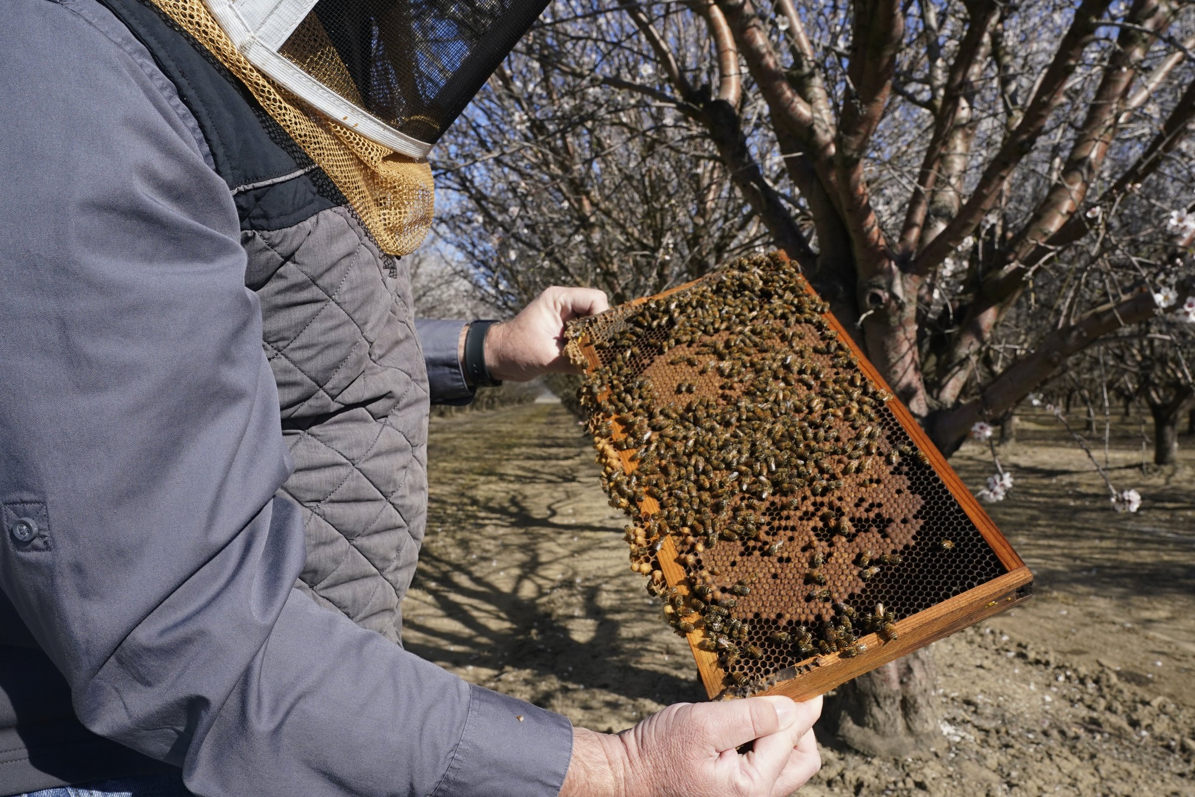 Hive thefts driving beekeepers to tech - Vimarsana News