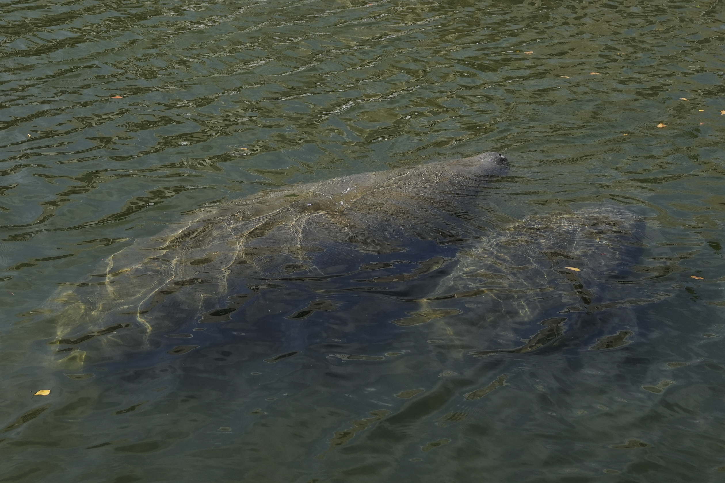 Officials: More than 80 starving manatees in rehab across U.S. - Vimarsana News