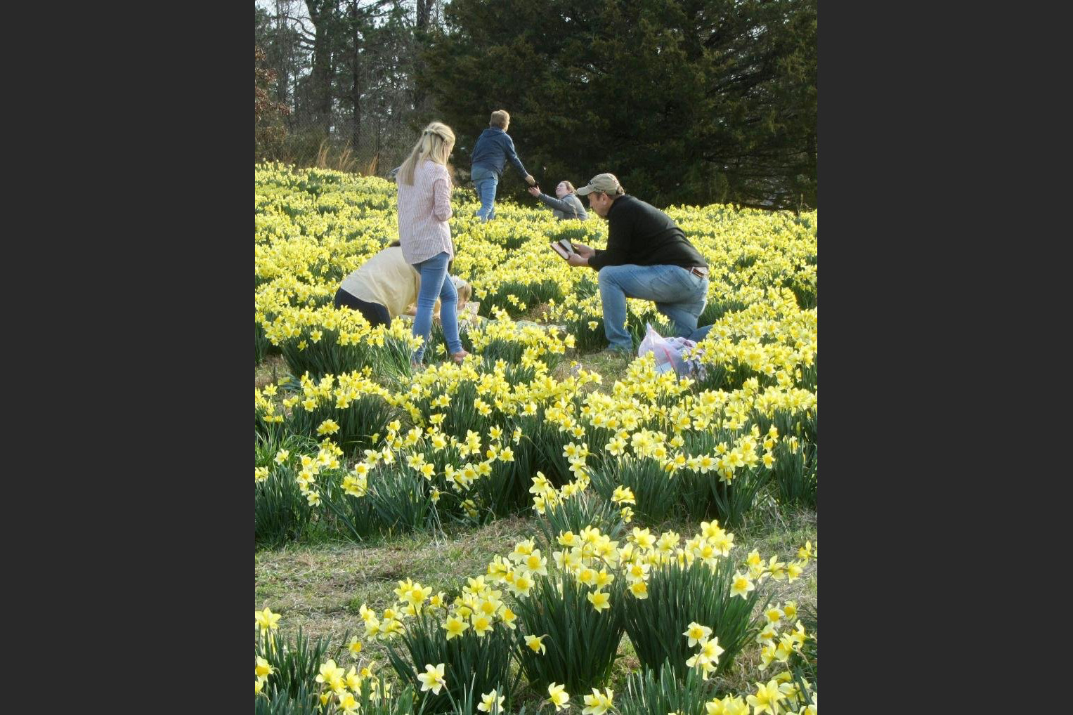 ARKANSAS SIGHTSEEING Resilient daffodils expected to bounce back after