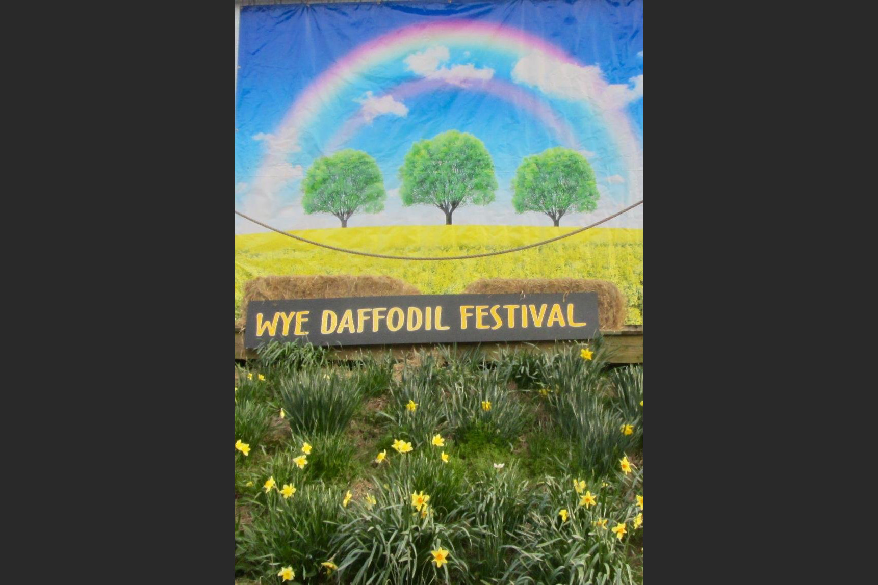ARKANSAS SIGHTSEEING: Resilient daffodils expected to bounce back after freeze - Vimarsana News