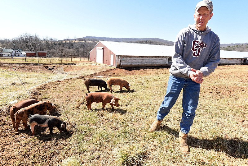 Brent Fry doesn't have to call the hogs. They naturally come to him on March 2 2022 at Osage Creek Farms.
(NWA Democrat-Gazette/Flip Putthoff)