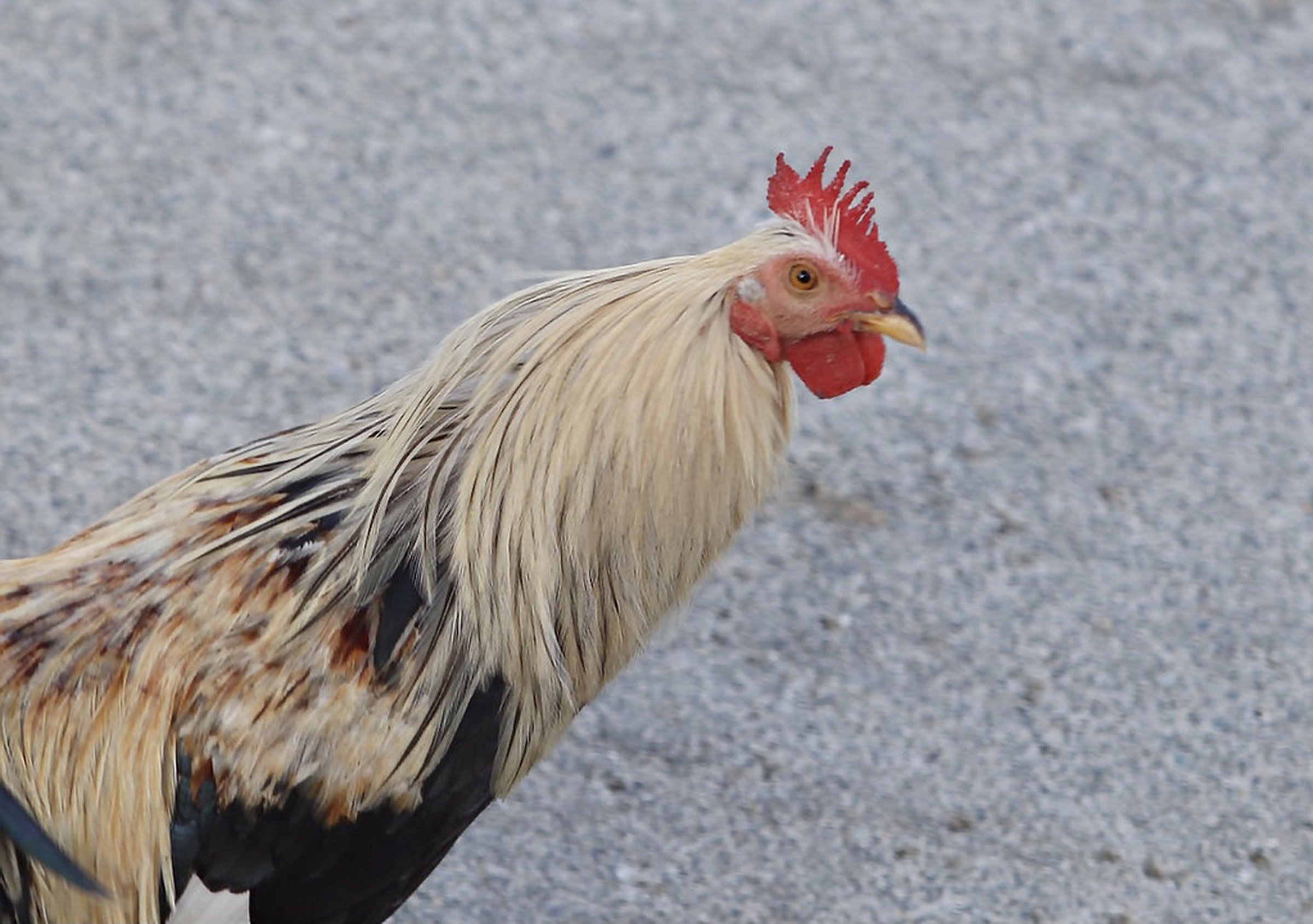 Disease for birds nearer to state