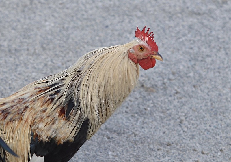 A chicken wanders the streets in this October 2021 photo. Backyard flock owners are encouraged to review biosecurity in the face of encroaching avian influenza. (Special to The Commercial/Mary Hightower, University of Arkansas System Division of Agriculture)