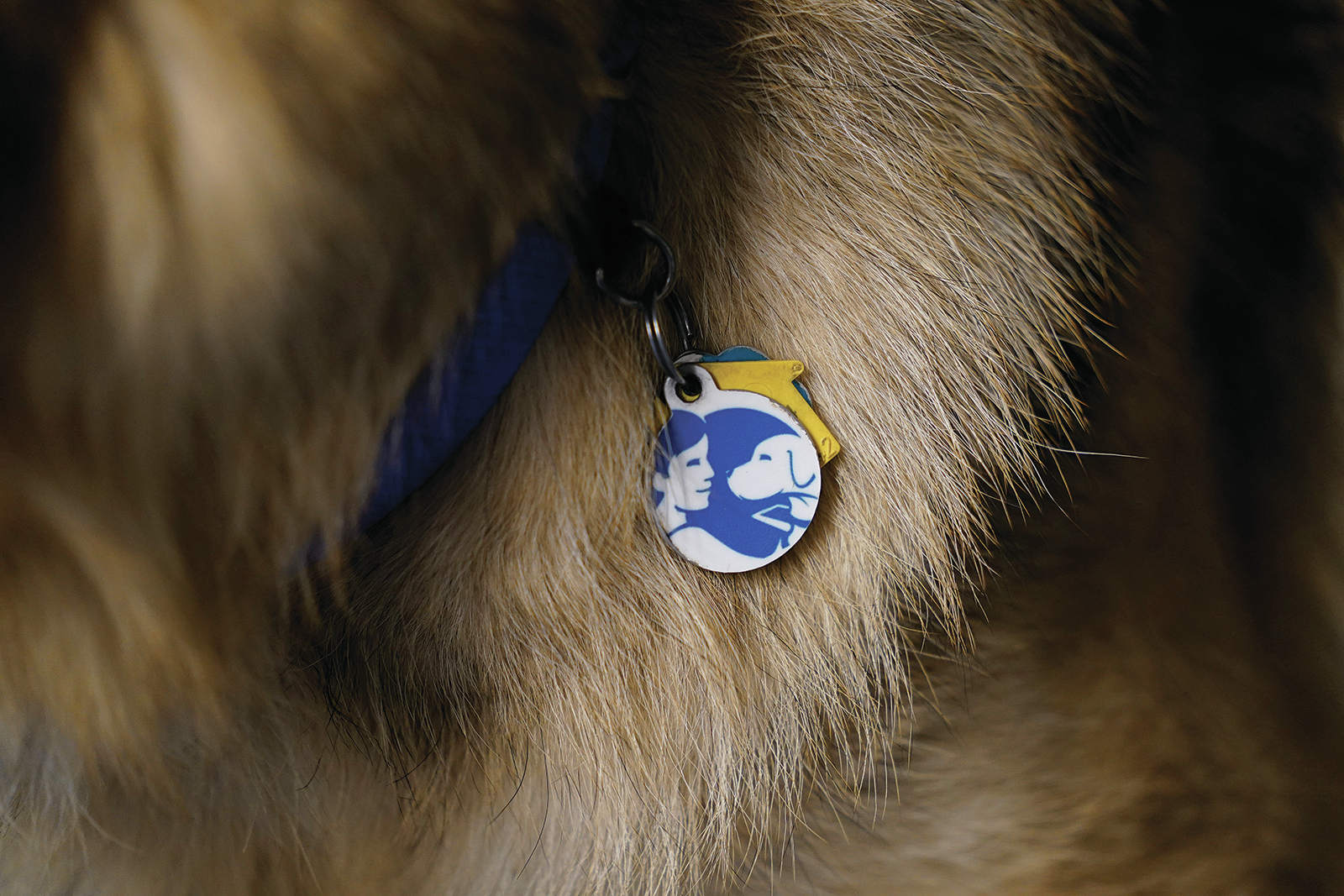 Fuzzy pups trained to be guides for the blind - Vimarsana News