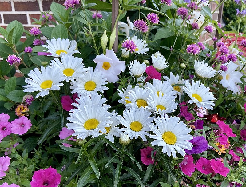 Growing Shasta Daisies: Everything You Need To Know
