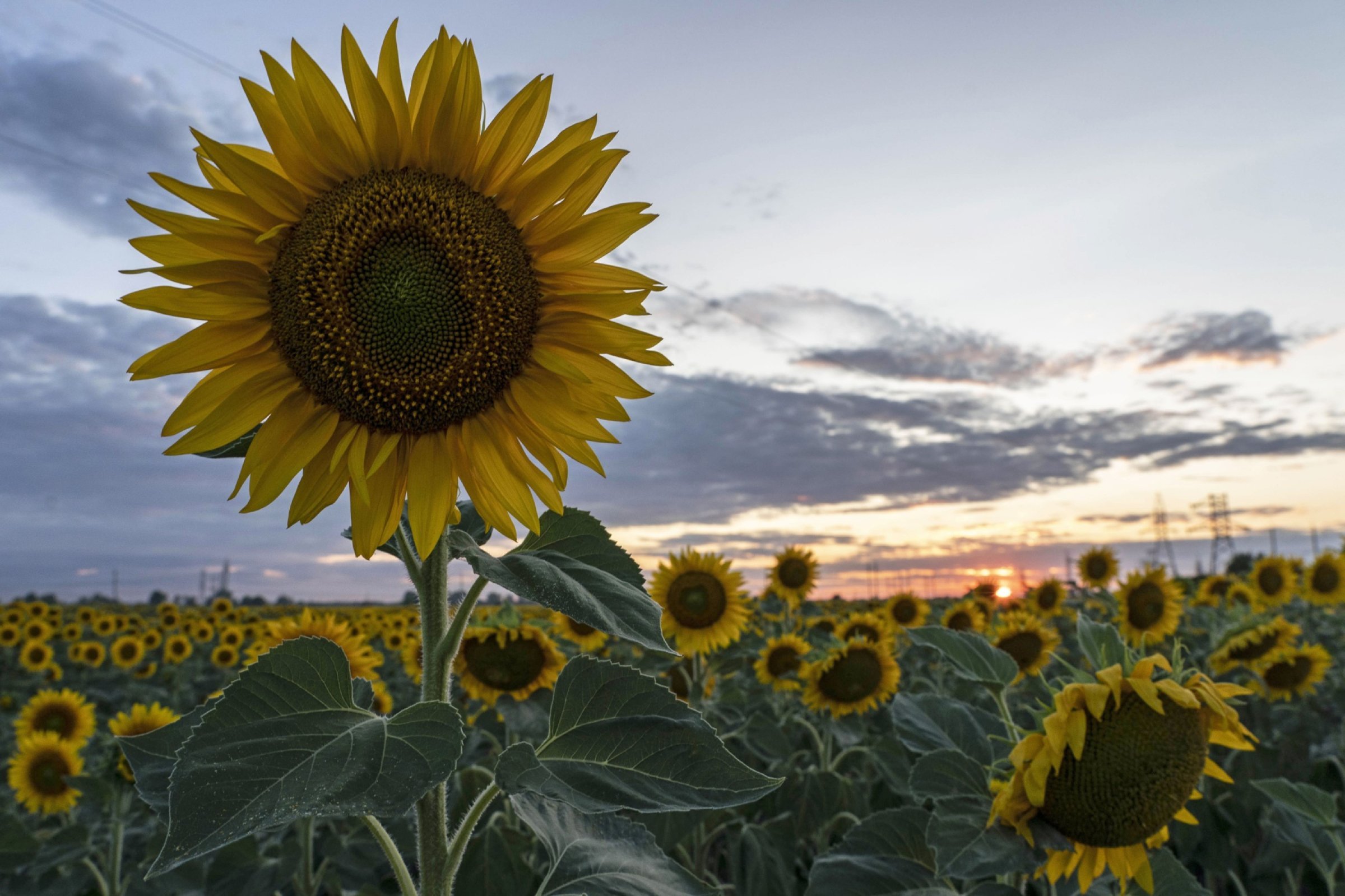 World's bread, sunflower oil prices surge with war - Vimarsana News
