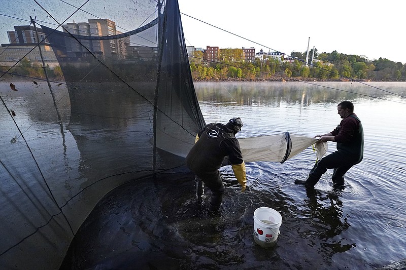 Eel fishers hoping for less slippery year  The Arkansas Democrat-Gazette -  Arkansas' Best News Source
