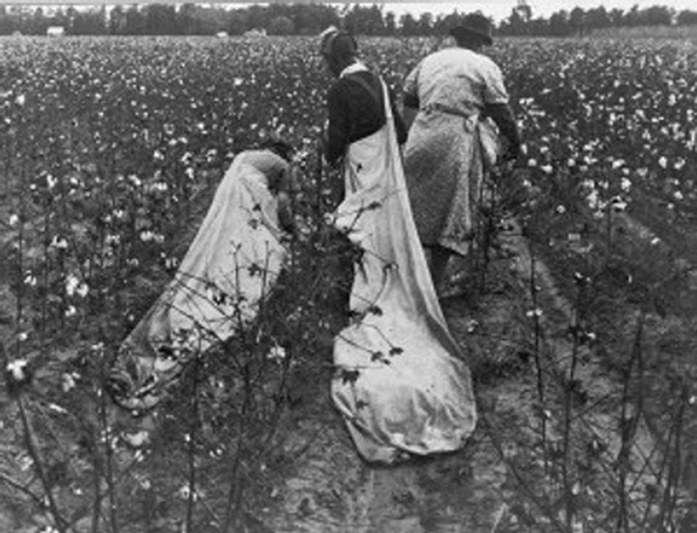Cotton-wage dispute was win for Black women