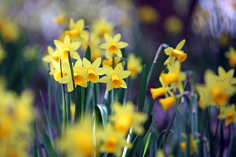 Jonquil Festival to bloom again this weekend at Historic Washington ...