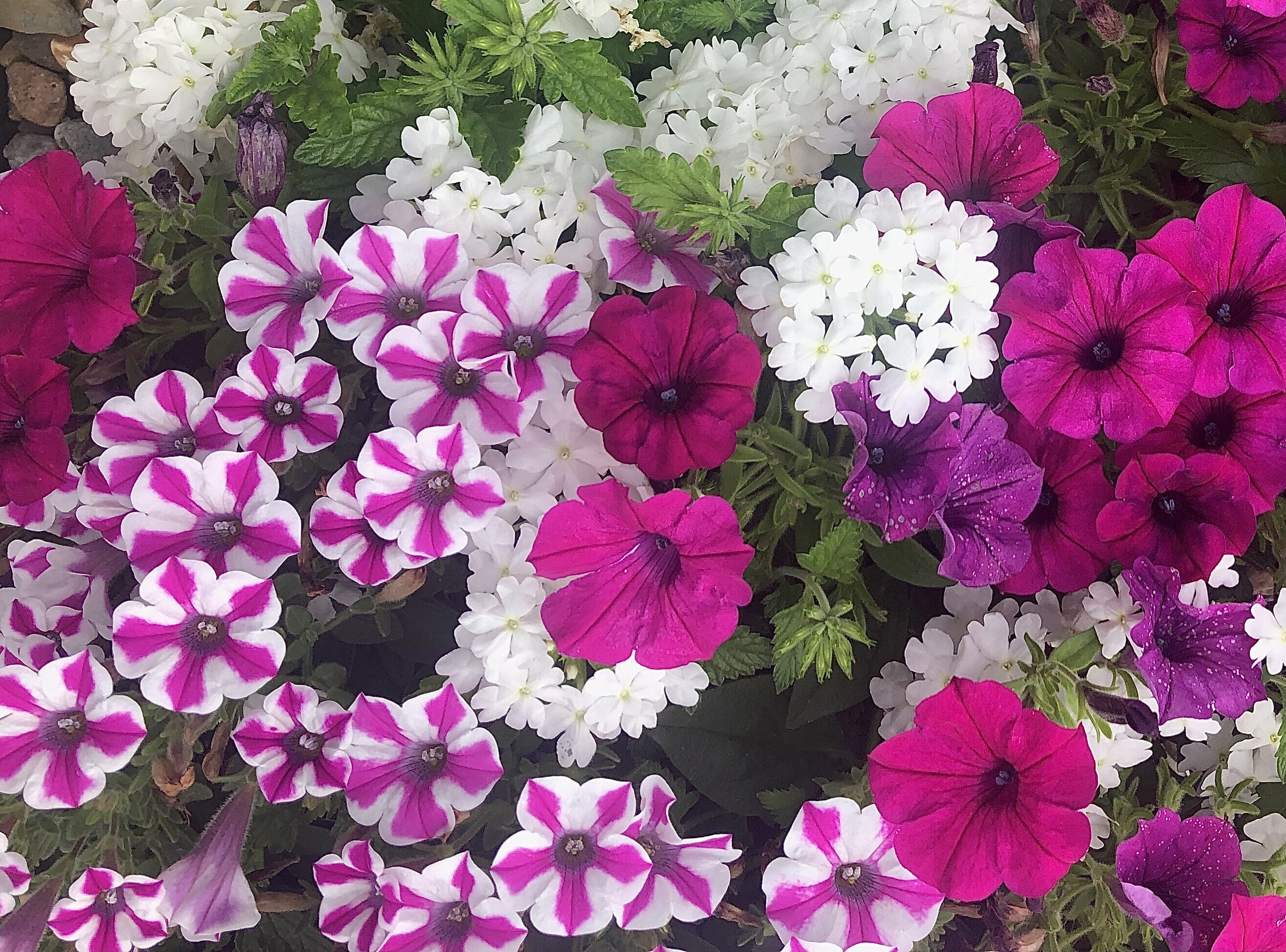 Petunias' hearts are paving the way for Blind Love - Vimarsana News