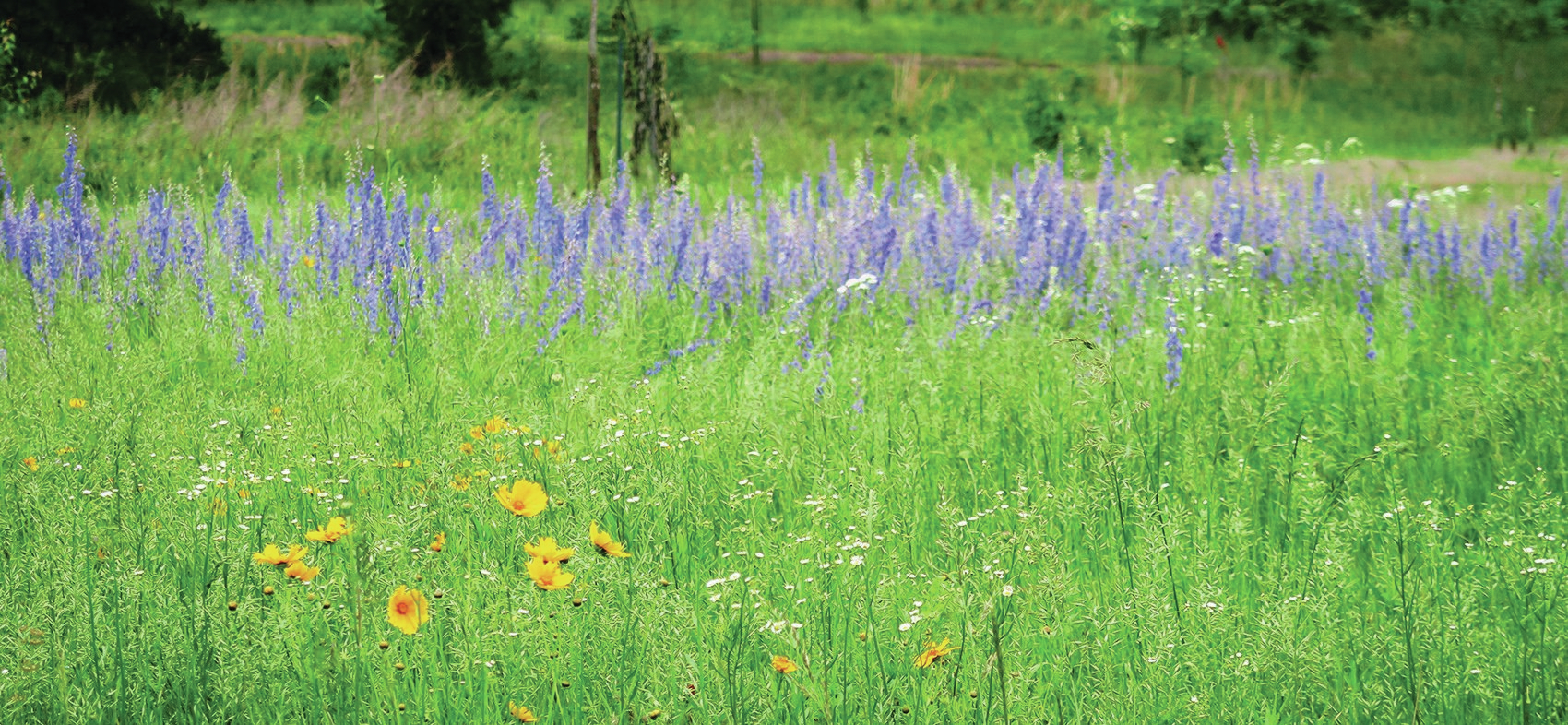 Growing hope: Author discusses gardening's therapeutic effects during difficult times - Vimarsana News