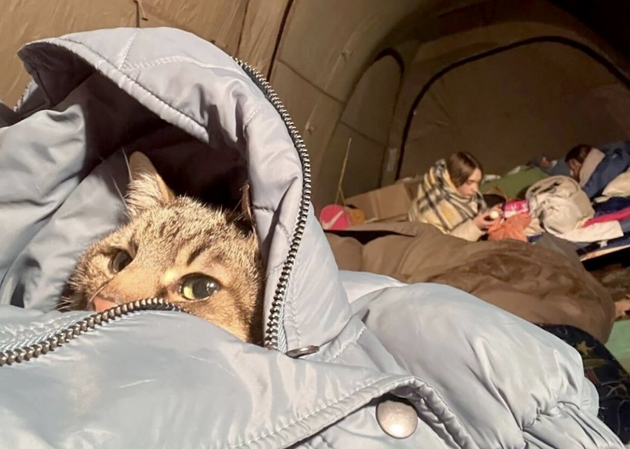 Ukraine's famous cat flees war to France - Vimarsana News