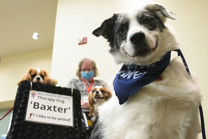 River, a 2-year-old Great Pyrenees Australian Shepherd mix, joins fellow therapy dogs Baxter and Lola Belle and the latter's owner Debbie Wright on Wednesday, March 23, 2022, at Mercy Hospital in Fort Smith. Along with Rusty, a 3-year-old Miniature Golden Doodle owned by Patsy Hendrickson (not pictured), River (owned by Kaley Moore), Baxter (owned by Robert Mercer) and Lola Belle regularly provide emotional support to staff and patients at the hospital, which is looking for more volunteers to expand its roster of therapy dogs. Visit nwaonline.com/220327Daily/ for today's photo gallery.
(NWA Democrat-Gazette/Hank Layton)
