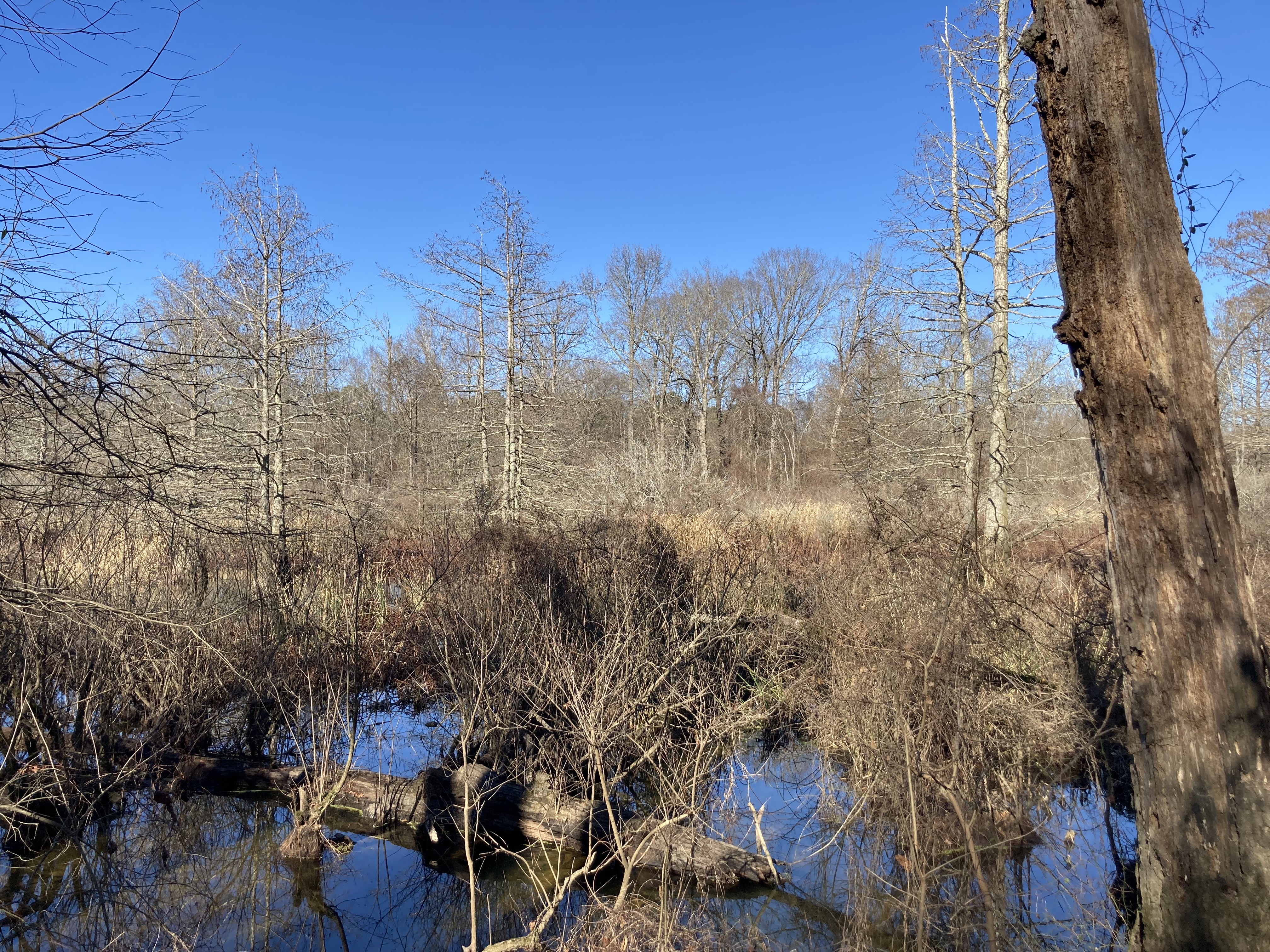 Arkansas Game and Fish Commission seeking opinions on rules
