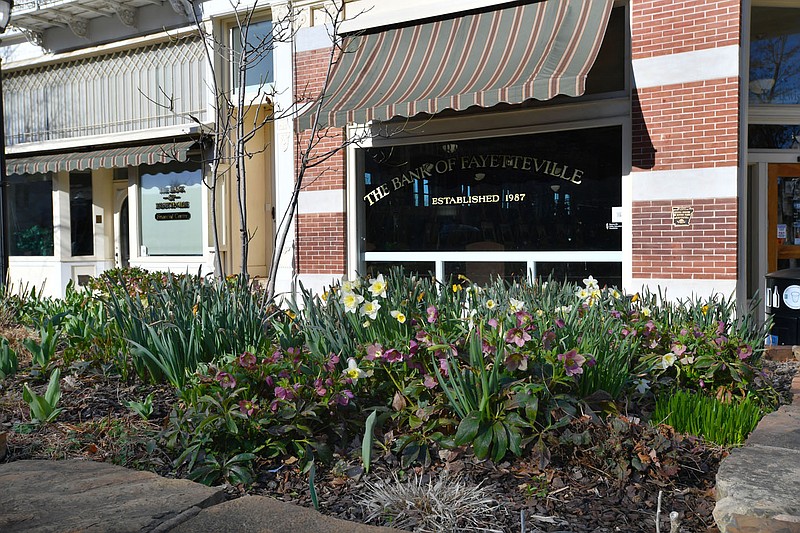 A flowerbed is seen Friday in front of Bank of Fayetteville on the downtown square in Fayetteville. The city's Black Heritage Preservation Commission is considering placing a historical marker near the area to tell the story of Nelson Hackett, a slave who fled the city in 1841 to Canada but was extradited back to Fayetteville, publicly whipped and forced back into slavery. Visit nwaonline.com/220327Daily/ for today's photo gallery.
(NWA Democrat-Gazette/Andy Shupe)