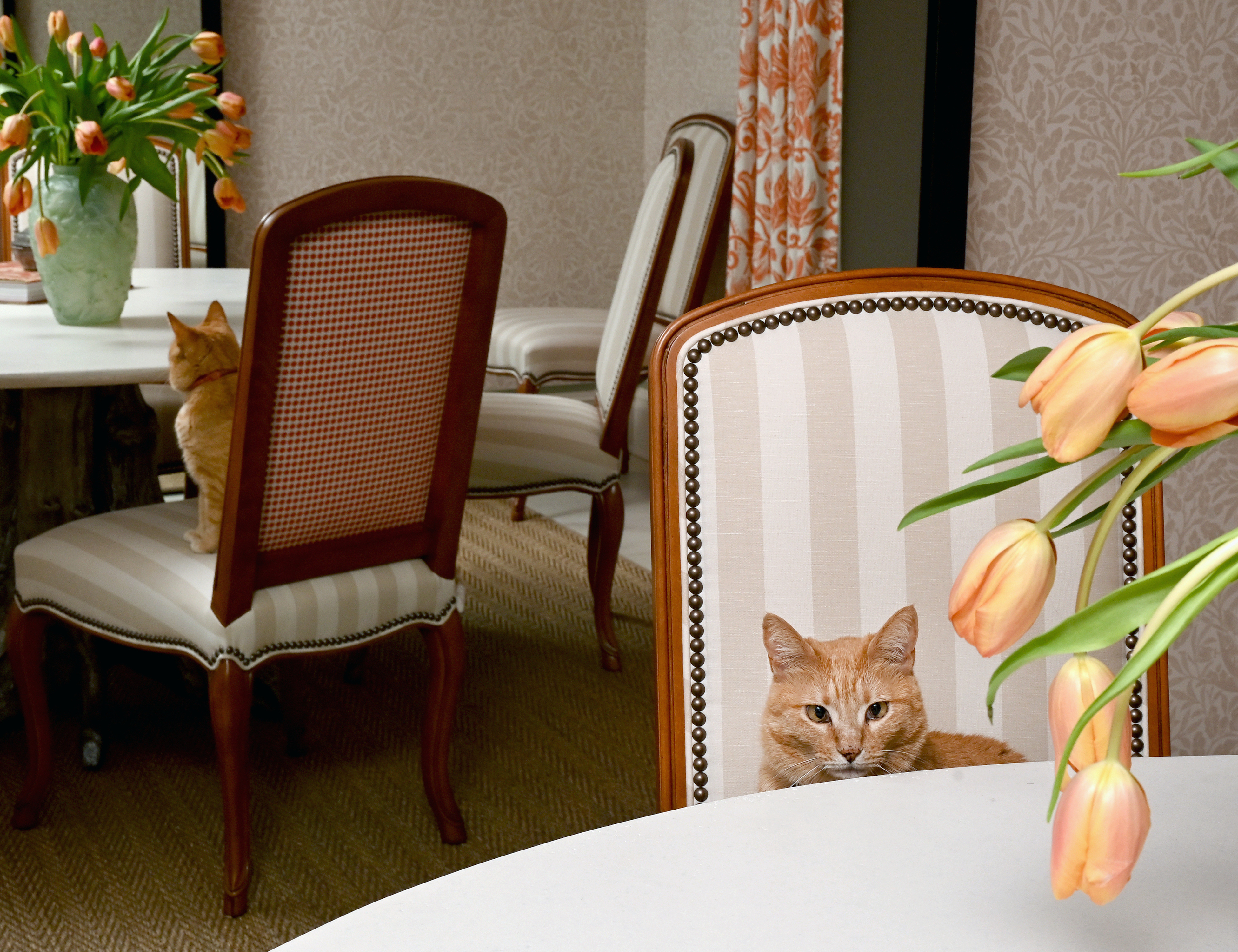 Anything, including your cat, can offer color palettes for interior designing - Vimarsana News