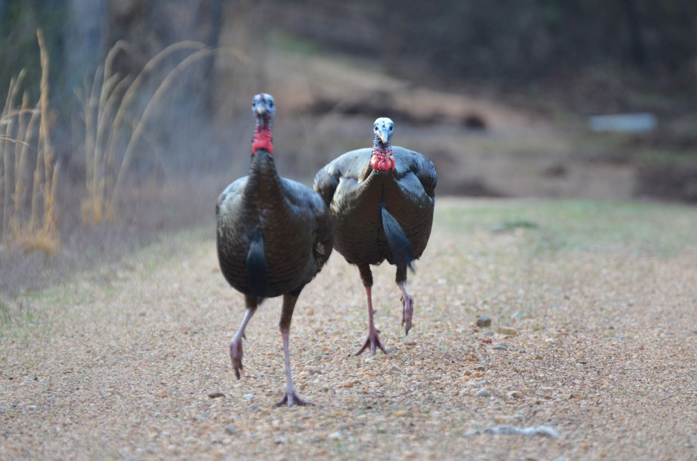 Spring turkey season is in the air
