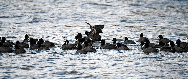 Dozens of coots Monday called Binder Lake home, where they spent time bobbing up and down on the water's surface as the gusty winds caused considerable wave action on the lake. Many people mistake them for ducks. However, they are only distantly related to the more common waterfowl. (Julie Smith/News Tribune)
