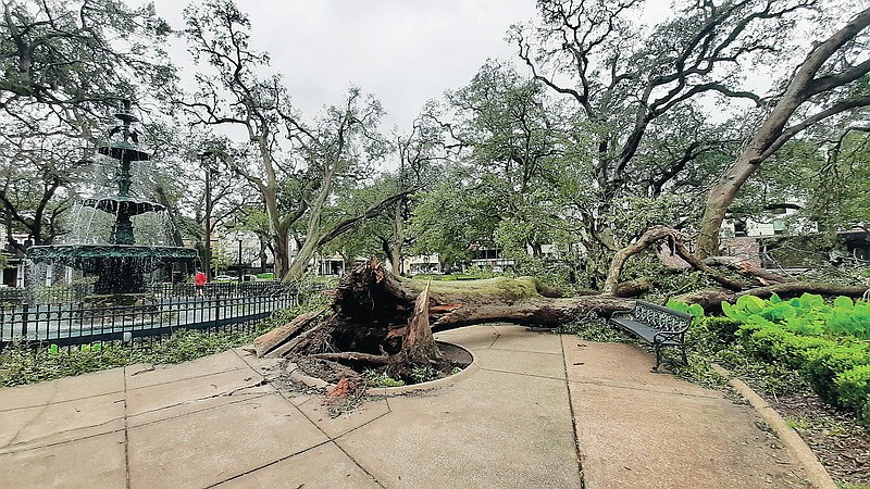 In this Sept. 16, 2020, photo, Bienville Square in downtown Mobile, Ala., is littered with wood from trees downed or damaged by Hurricane Sally, including many of the square’s iconic live oaks. Shortly after the hurricane an idea emerged: Use the fallen wood to make works of art. The healing notion was straightforward. The wood itself, it turned out, was as complex as its history. Artists who picked up sections of limbs and slabs of trunks in Jan. 2021, under the supervision of Urban Forester Peter Toler, had a little over a year to transform the raw material. (Lawrence Specker/Press-Register via AP)
