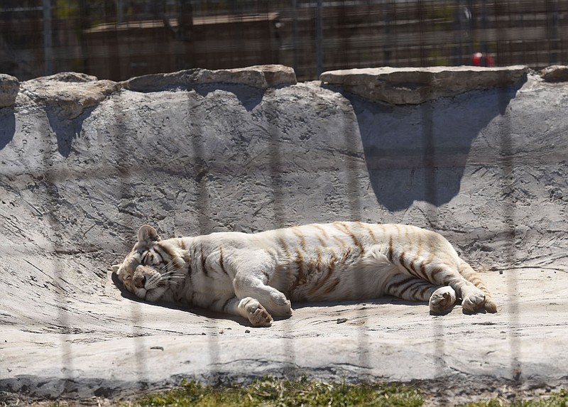 A white tiger snoozes March 2 2022 in the sunshine.
(NWA Democrat-Gazette/Flip Putthoff)