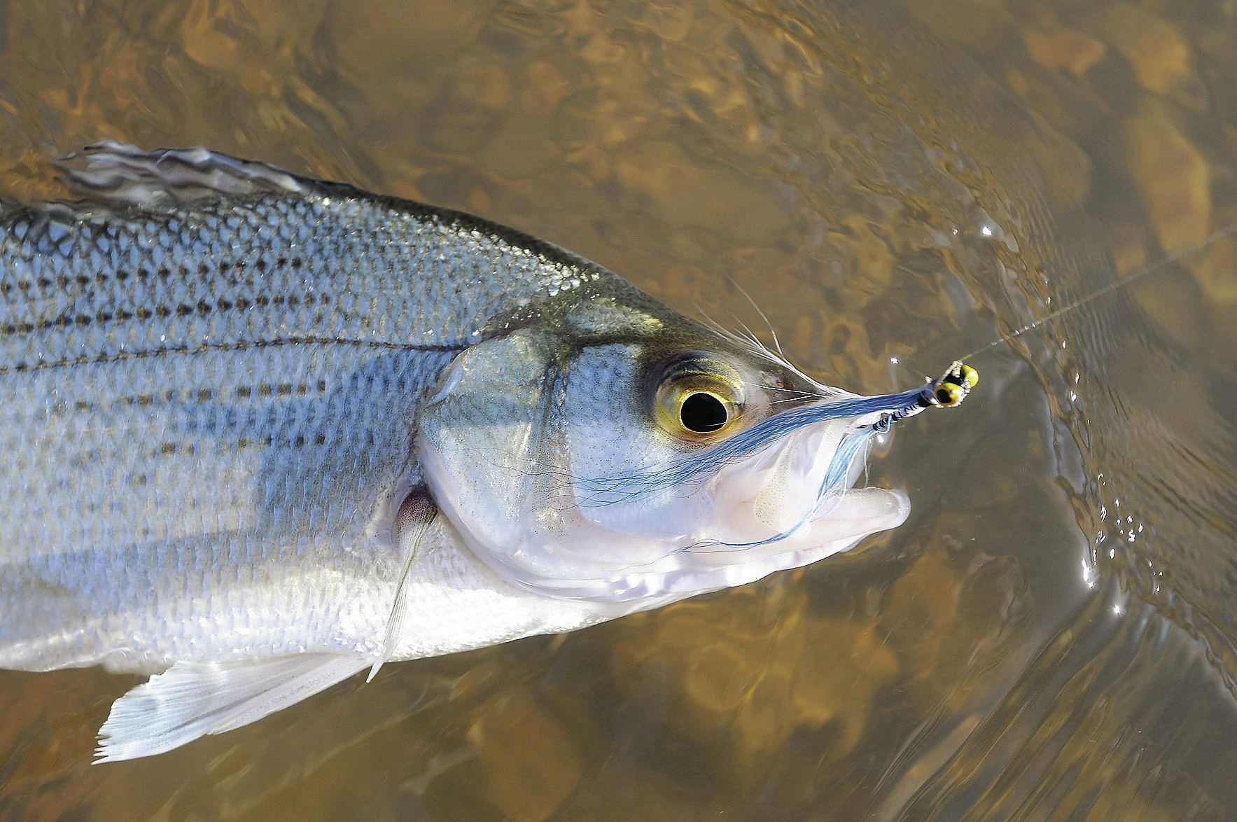 White Bass on the Fly  Fishing with Fiberglass Fly Rods