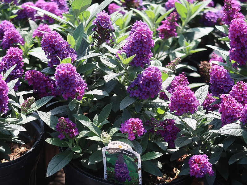 This prolific Chrysalis Purple butterfly bush, a compact variety of Buddleia davidii, is among the plants ACCESS Academy students will sell in the annual ACCESS Gardens spring plant sale. (Special to the Democrat-Gazette/Janet B. Carson)