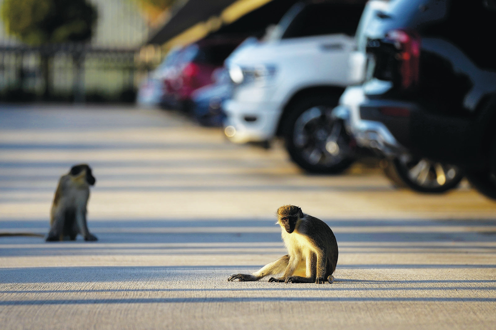 Colony of monkeys living in mangroves near Florida airport delight