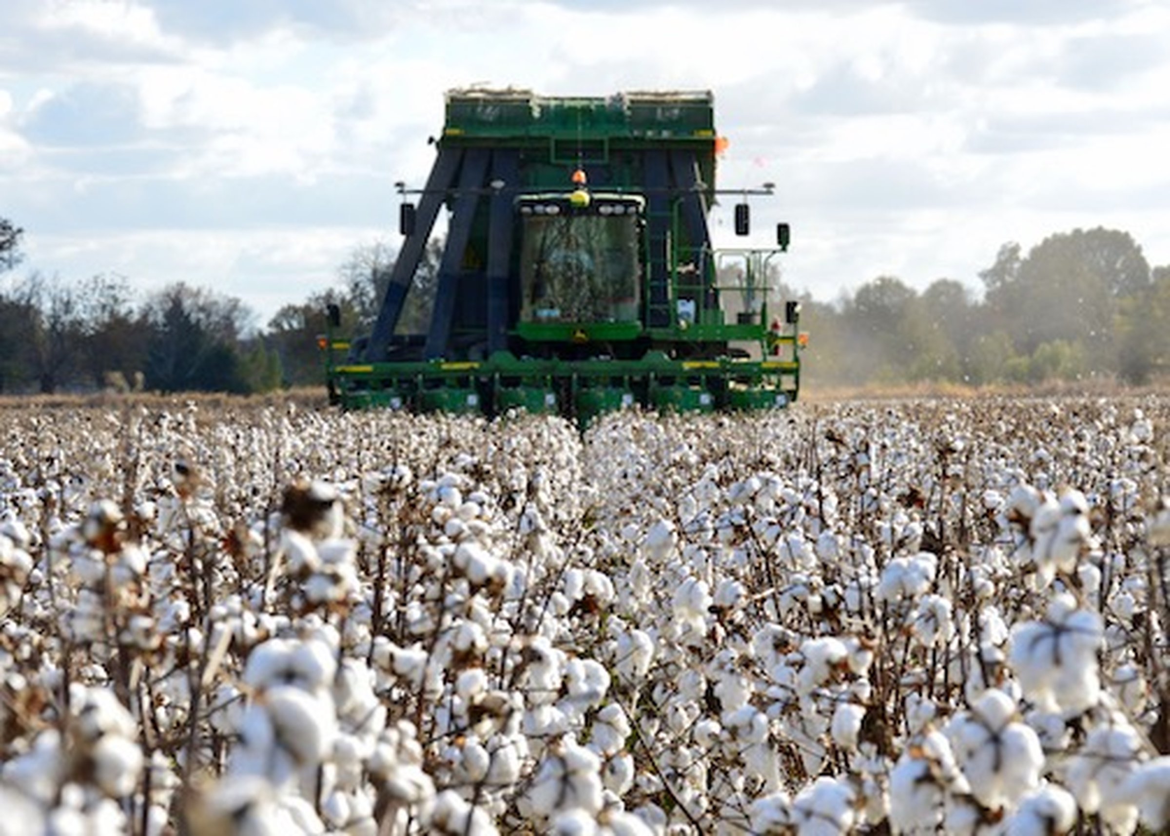 Cotton, soybean planting favored