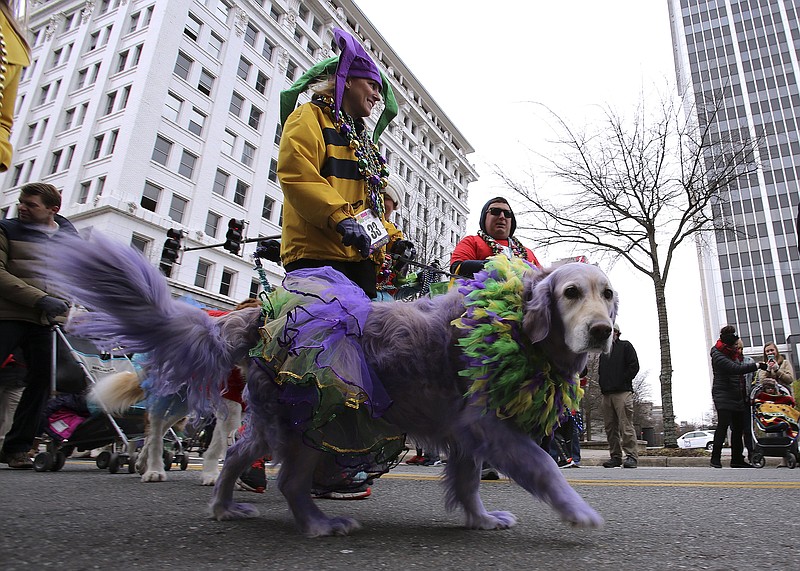 Carol Worley walks her dog, Maggie, in the 2018 "Barkus on Main Mardi Gras Dog Parade." (Democrat-Gazette file photo/Thomas Metthe)