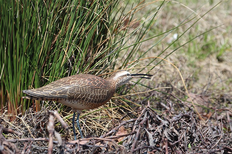 In an April Fool's prank, a carved wood Eskimo curlew appears at the Andrew Hulsey State Fish Hatchery, in habitat that the now extinct shore bird species would have visited during annual migrations. (Special to the Democrat-Gazette/Jerry Butler)