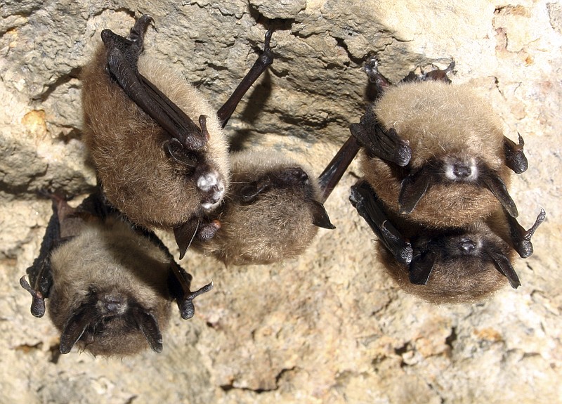 How+a+fungus+causes+deadly+disease+in+North+American+bats