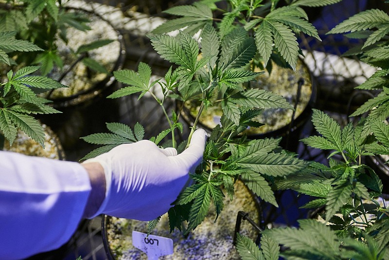 An employee inspects cannabis plants in Samrand, South Africa. Zimbabwe is eyeing a switch to cannabis as tobacco demand wanes. MUST CREDITs: Bloomberg photo by Waldo Swiegers